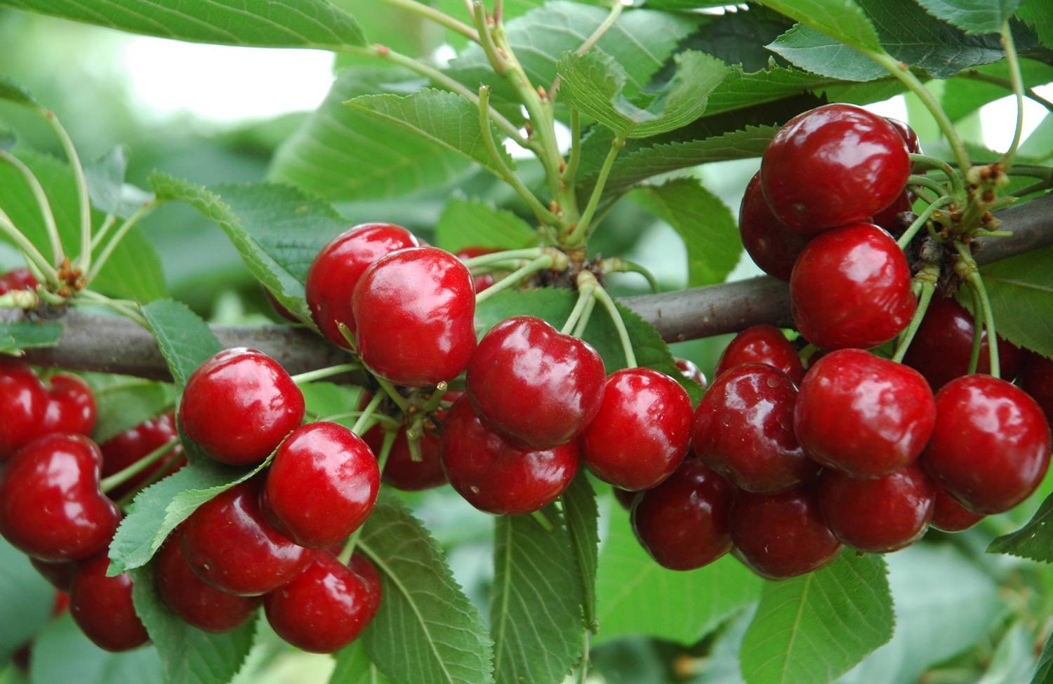 How to prevent cherry fruit brown rot