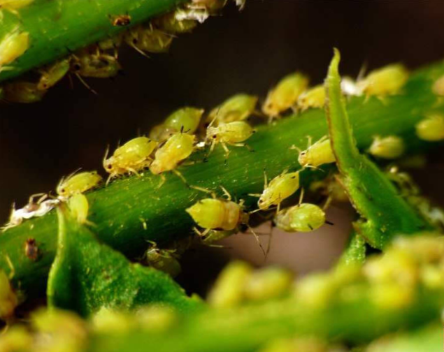 Dipropionate: A New Insecticide