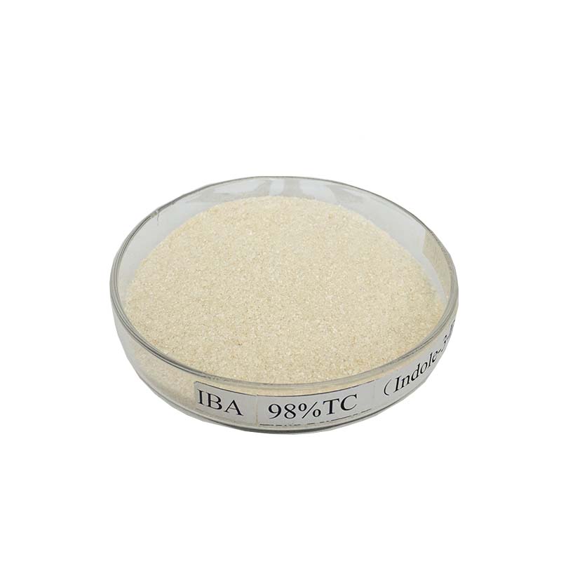 Fast delivery Atrazine - Agrochemicals Pesticides 98%TC IBA (Indole-3-Butyric Acid ) with fast delivery – AgeruoBiotech detail pictures