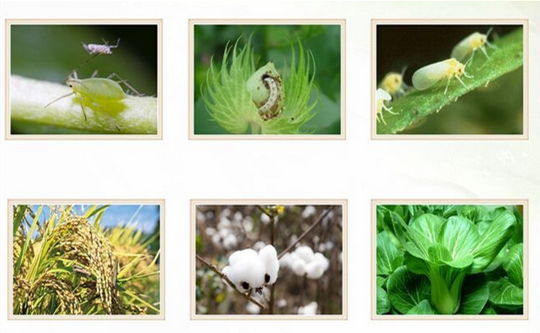 Agrochemicals Insecticide Carbaryl 50%WP 85%WP 5%GR