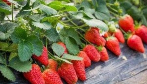 Pyraclostrobin strawberry