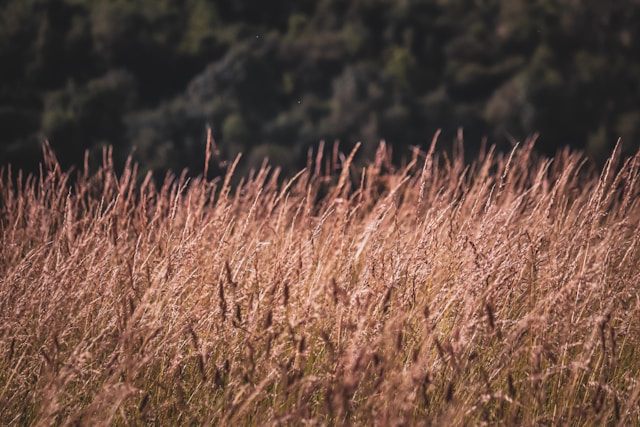 wheat