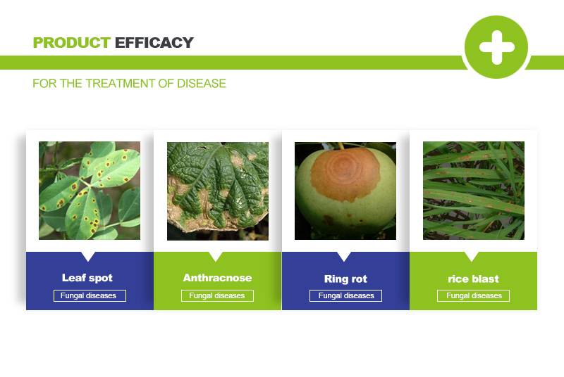 carbendazim fungicide uses