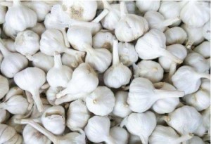 garlic