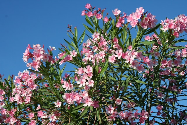 Plant blossom