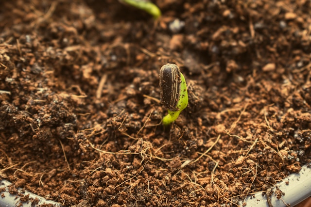Plant germination