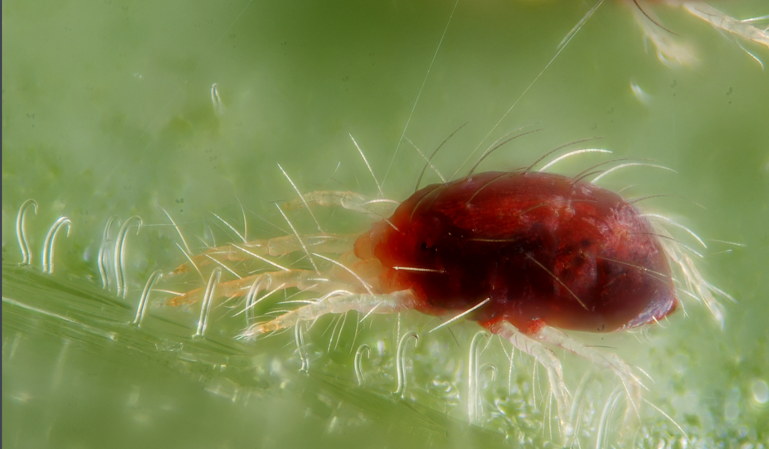etoxazole for Red spider