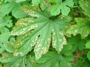 Diagnosis and control of tomato gray leaf spot (brown spot)