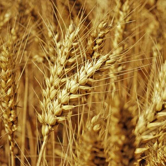 Wheat Pest Control