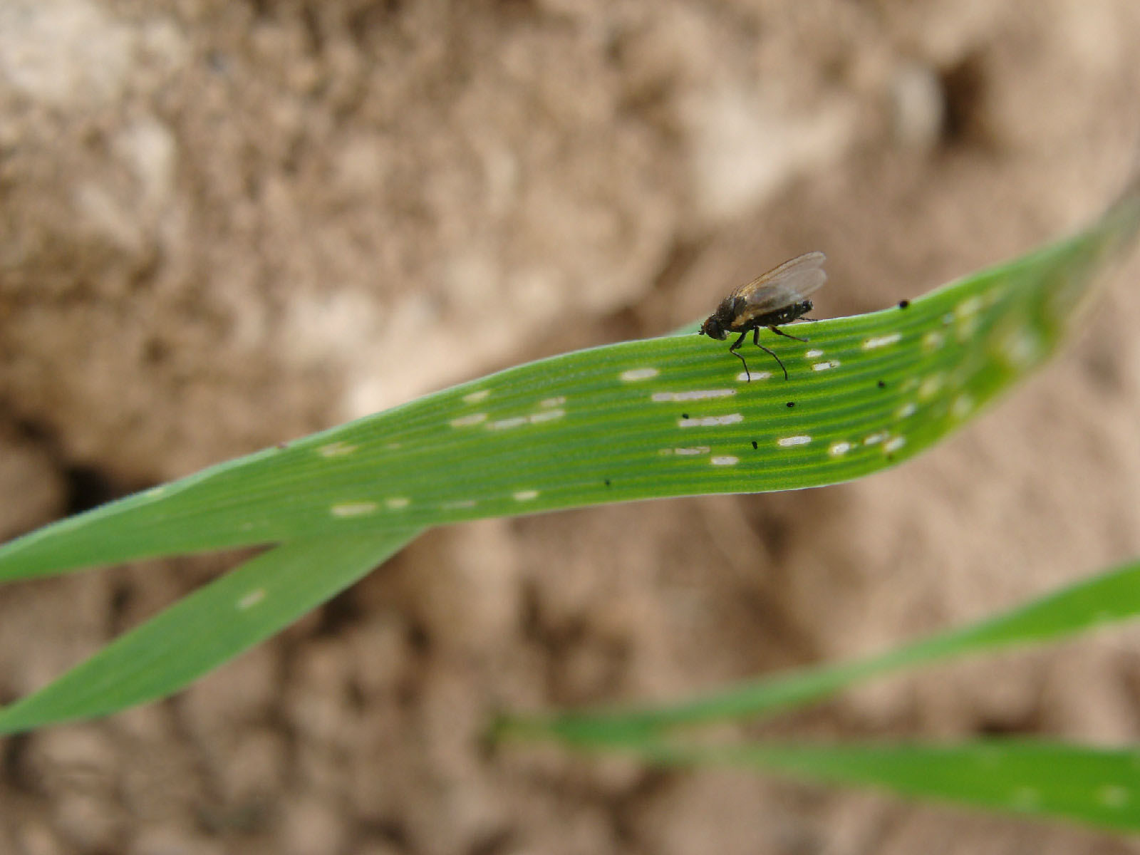 How to control leaf miner?