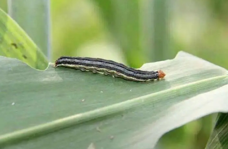 Mythimna separata