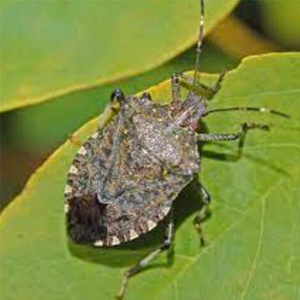 Pests - Toon Weevil Stinky Big Sister
