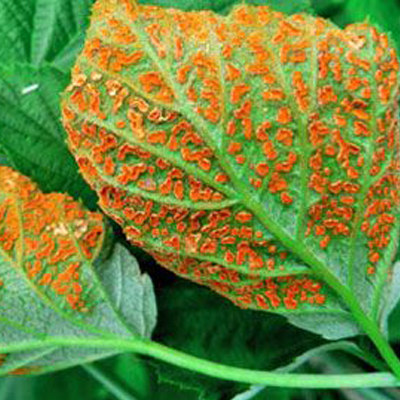 Difenoconazole, prevents and treats 6 crop diseases, is efficient and easy to use